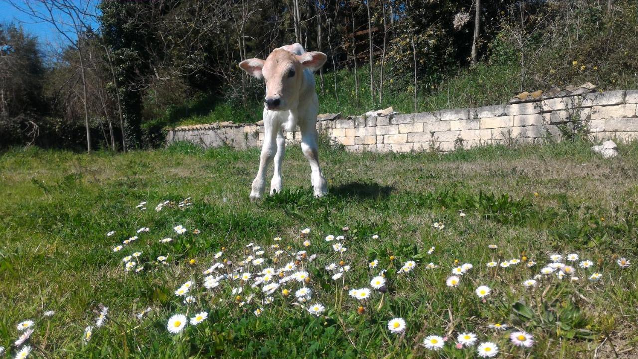 מטרה Masseria La Fiorita מראה חיצוני תמונה